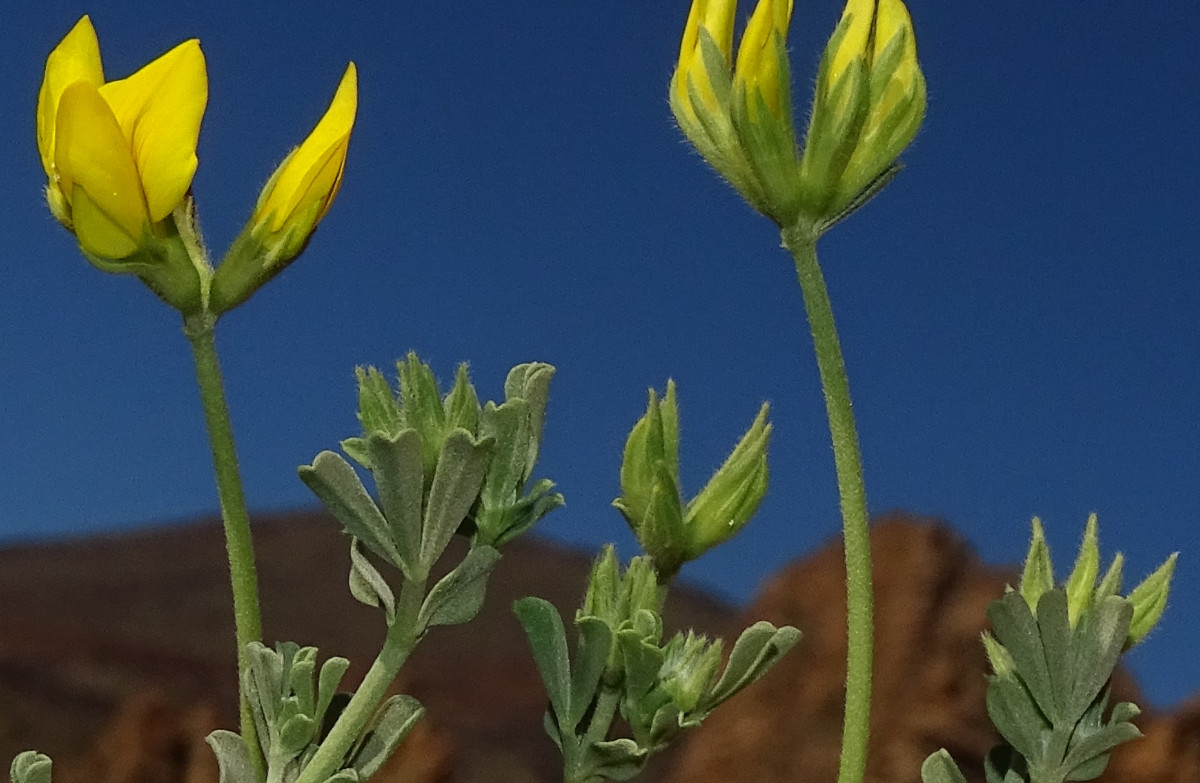 Lotus campylocladus - Kopiek.jpg