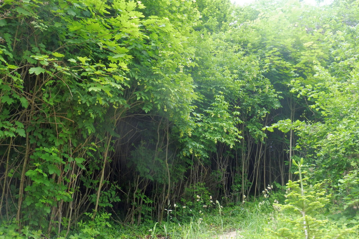 Staphylea pinnata Gemeine Pimpernuss 5.JPG