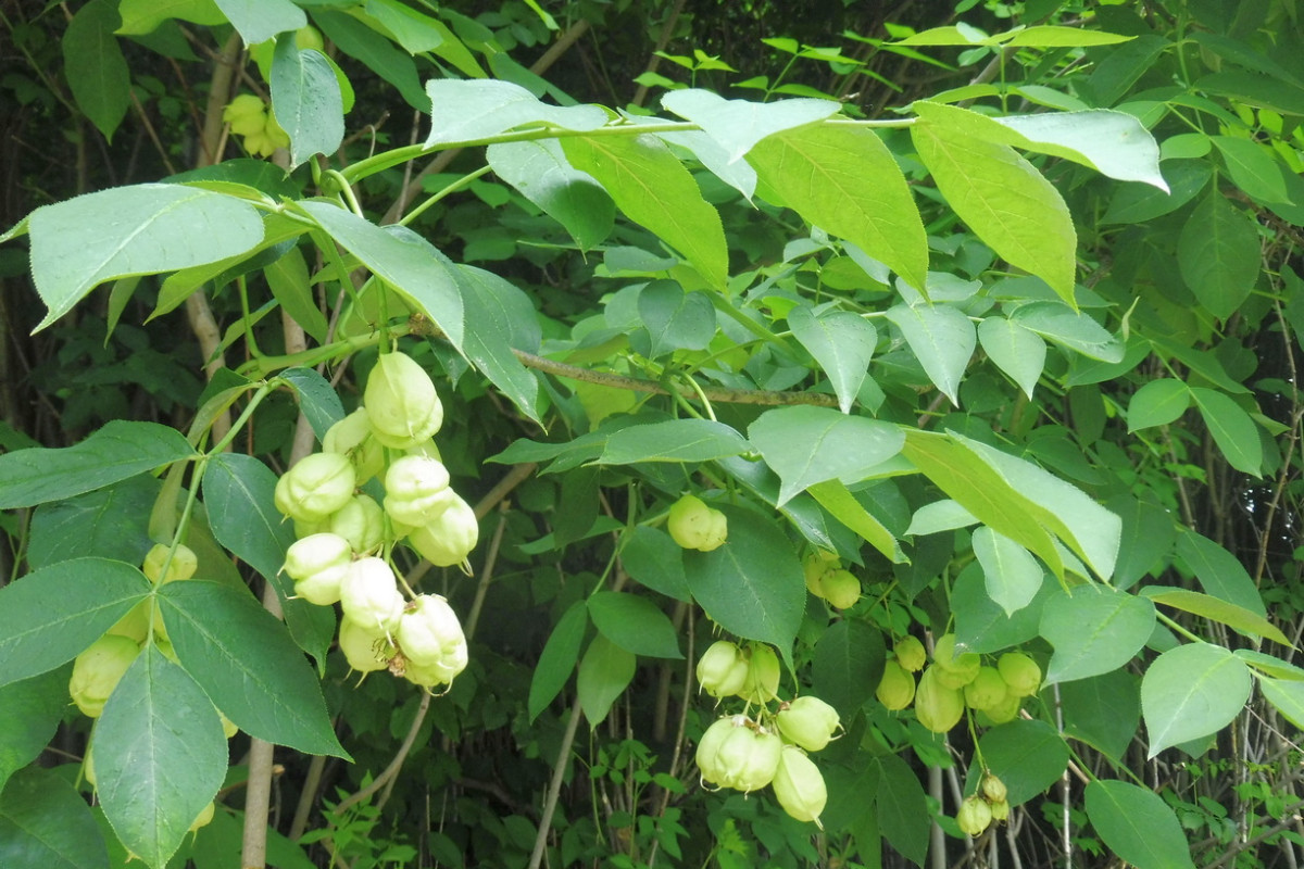 Staphylea pinnata Gemeine Pimpernuss 6.JPG