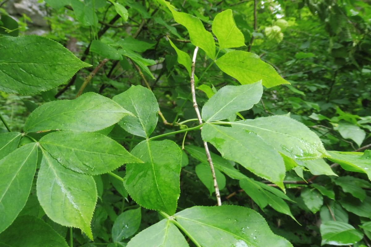 Staphylea pinnata Gemeine Pimpernuss 7.JPG