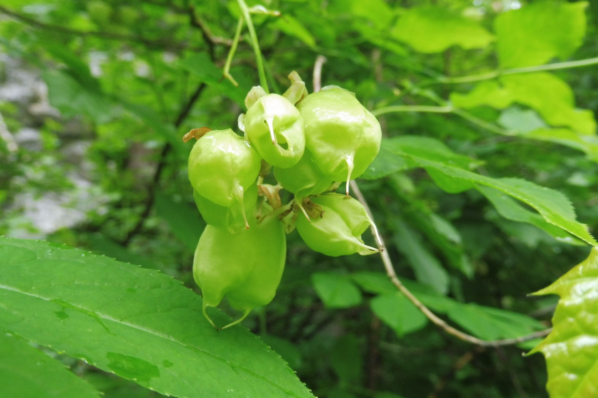 Staphylea pinnata Gemeine Pimpernuss 8.JPG