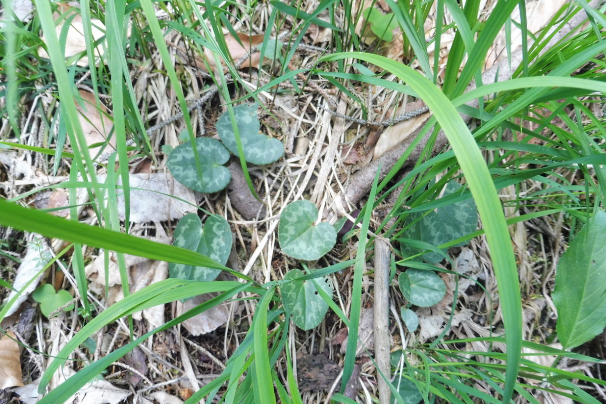 Cyclamen purpurascens Europäisches Alpenveilchen.JPG