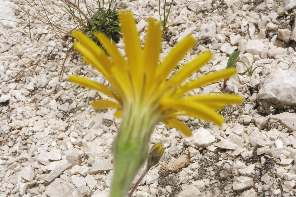 Leontodon incanus 3.JPG