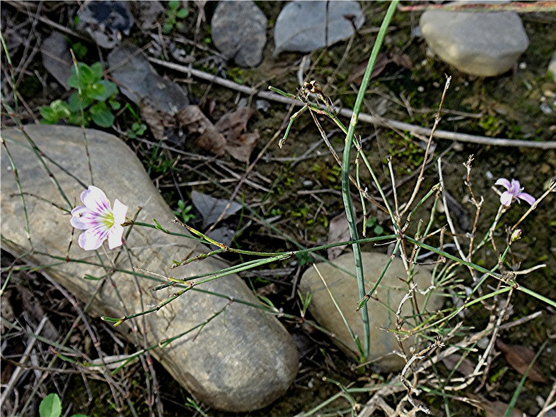 DSC05914 Ausschnitt, Helligkeit, Schärfe, klein.jpg