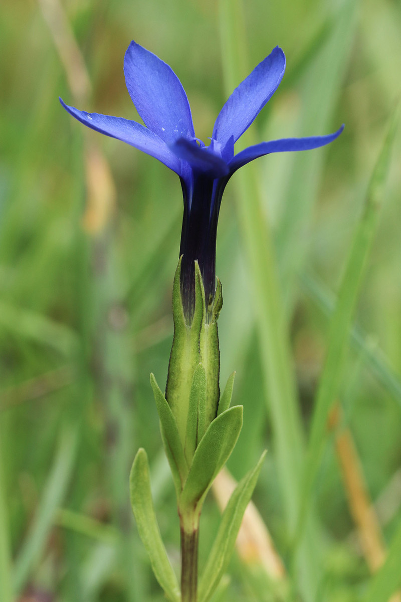 Gentiana bavarica-Frage_2757.jpg