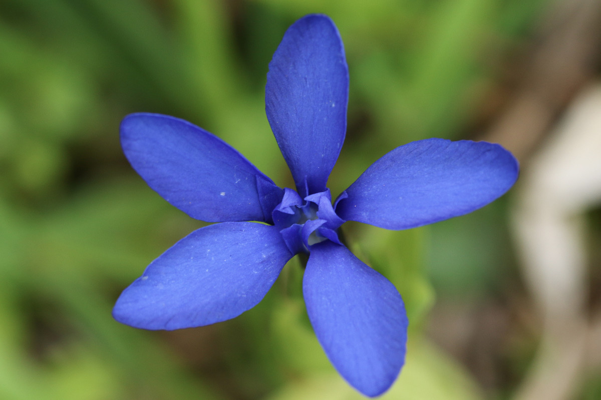 Gentiana bavarica-Frage_2758.jpg