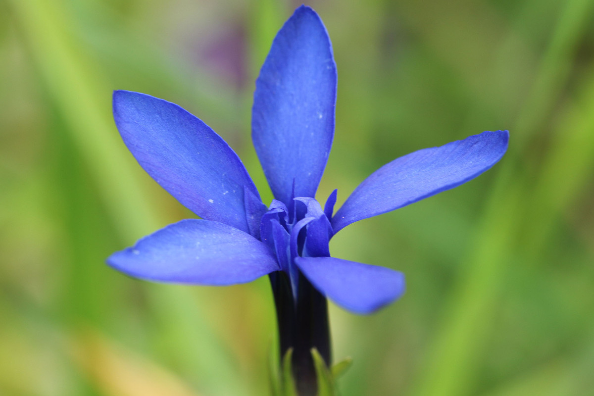 Gentiana bavarica-Frage_2759.jpg