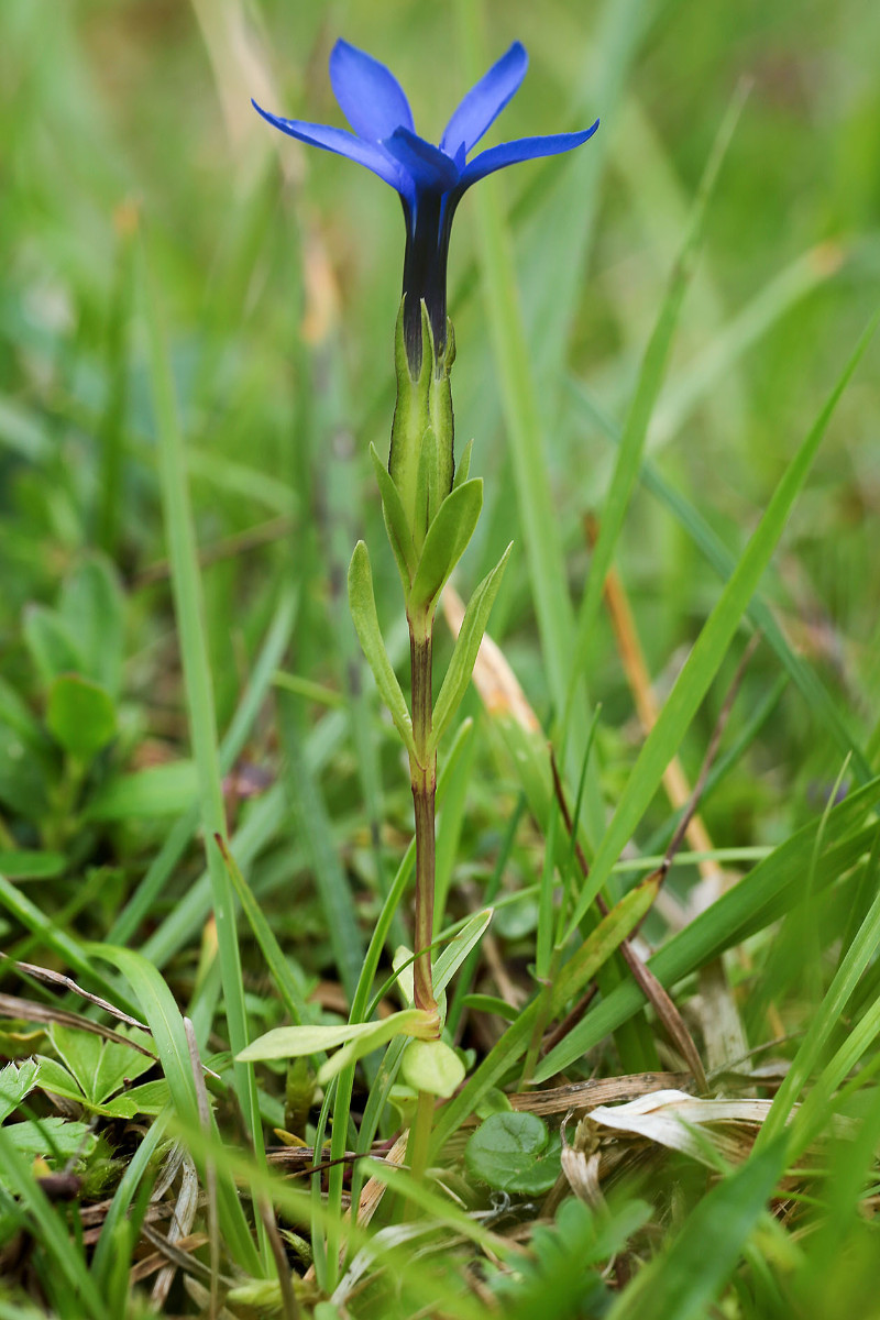 Gentiana bavarica-Frage_2760.jpg