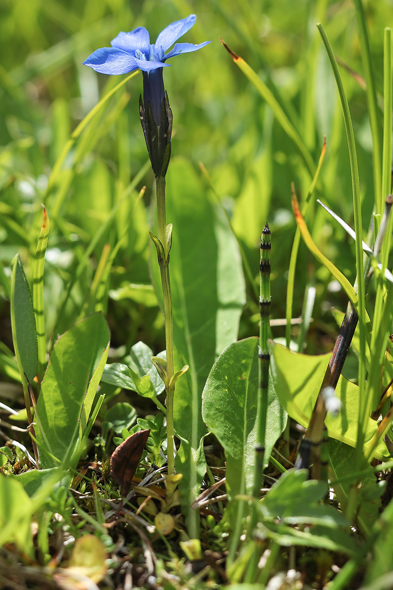 FRAGE_Gentiana bavarica Groedner Joch_2015-07-03_6953.jpg