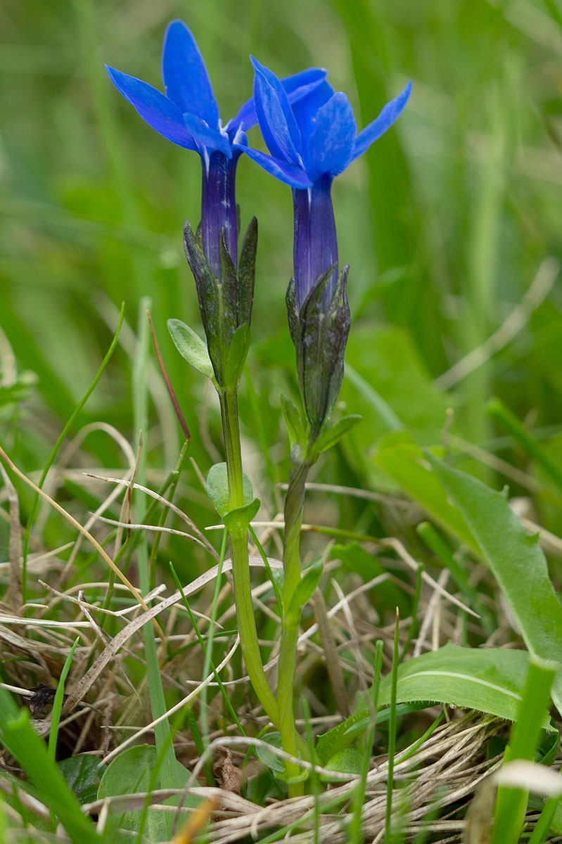 Gentiana bavarica Lawinenstein_2016-07-18_0617.jpg