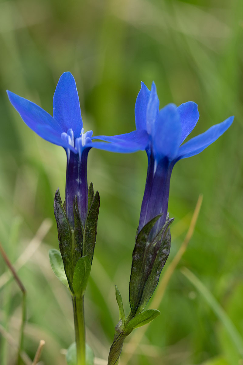 Gentiana bavarica Lawinenstein_2016-07-18_0618.jpg