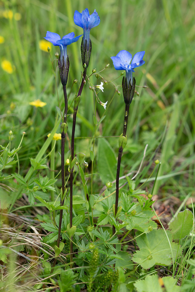 Gentiana bavarica Timmelsjoch_2020-07-26_1904.jpg