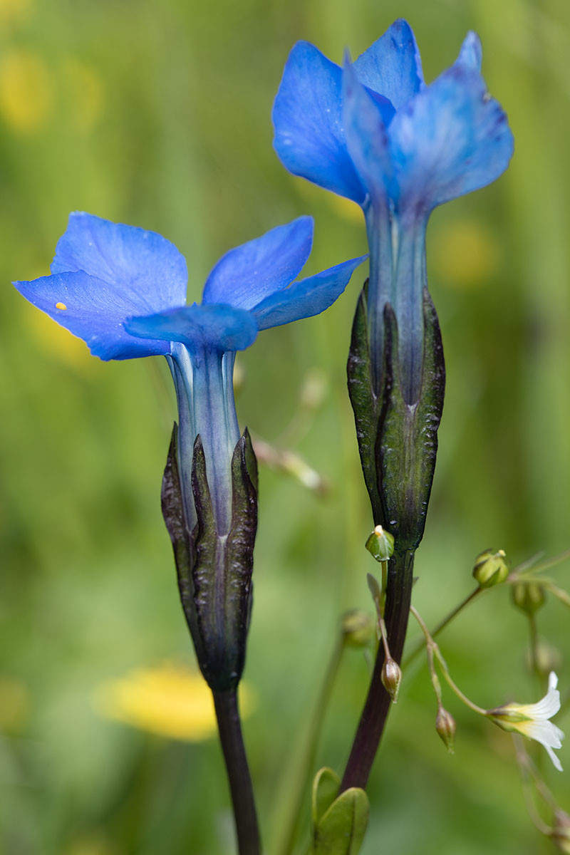 Gentiana bavarica Timmelsjoch_2020-07-26_1905.jpg