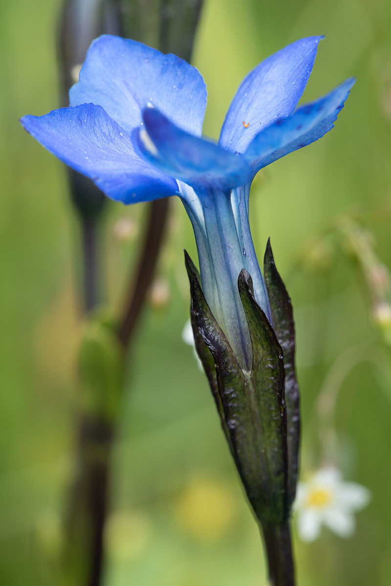 Gentiana bavarica Timmelsjoch_2020-07-26_1906.jpg