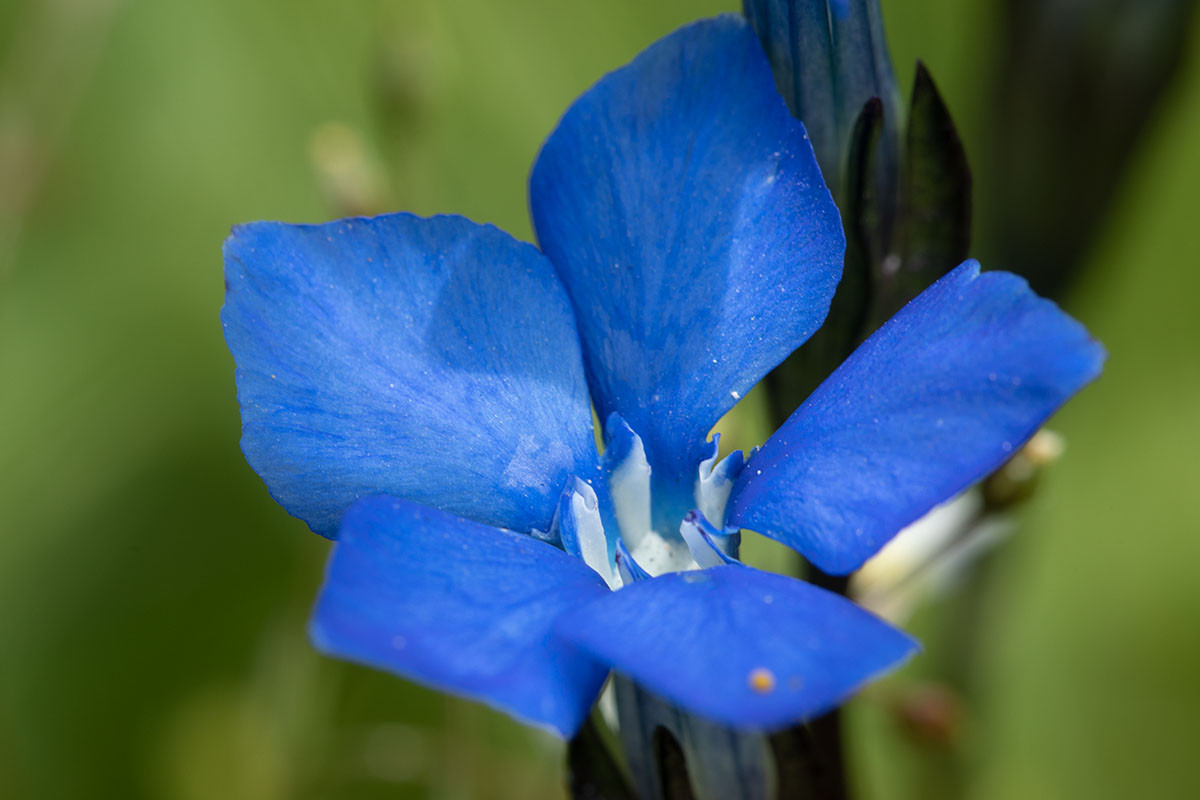 Gentiana bavarica Timmelsjoch_2020-07-26_1907.jpg