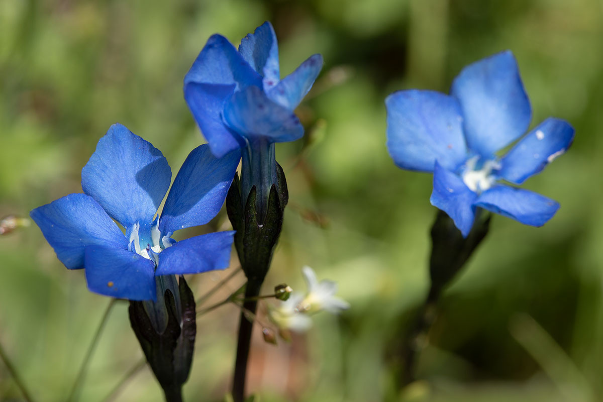 Gentiana bavarica Timmelsjoch_2020-07-26_1908.jpg