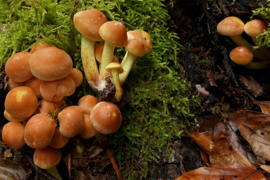 01_Hypholoma fasciculare-a_10-2015.jpg