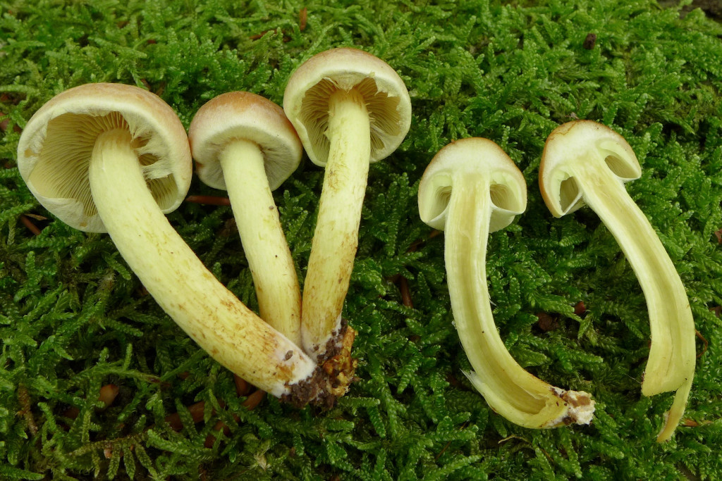 02_Hypholoma fasciculare_10-2015.jpg