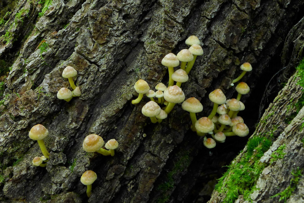 03_Hypholoma fasciculare_09-2014.jpg