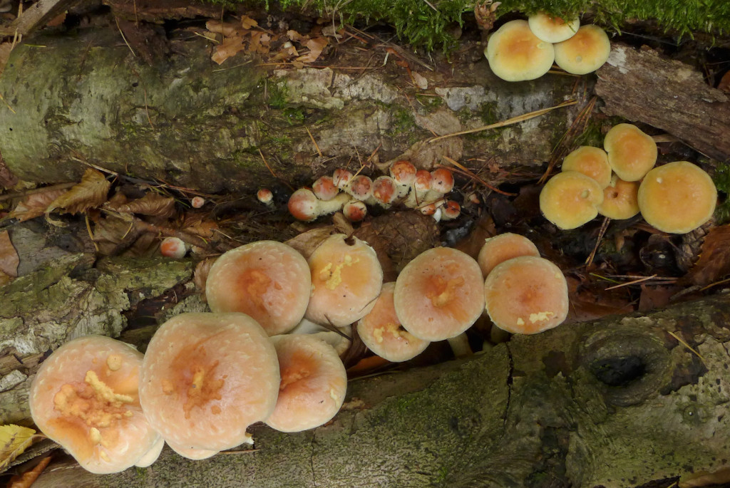 04_Hypholoma lateritium + fasciculare_10-2015.jpg