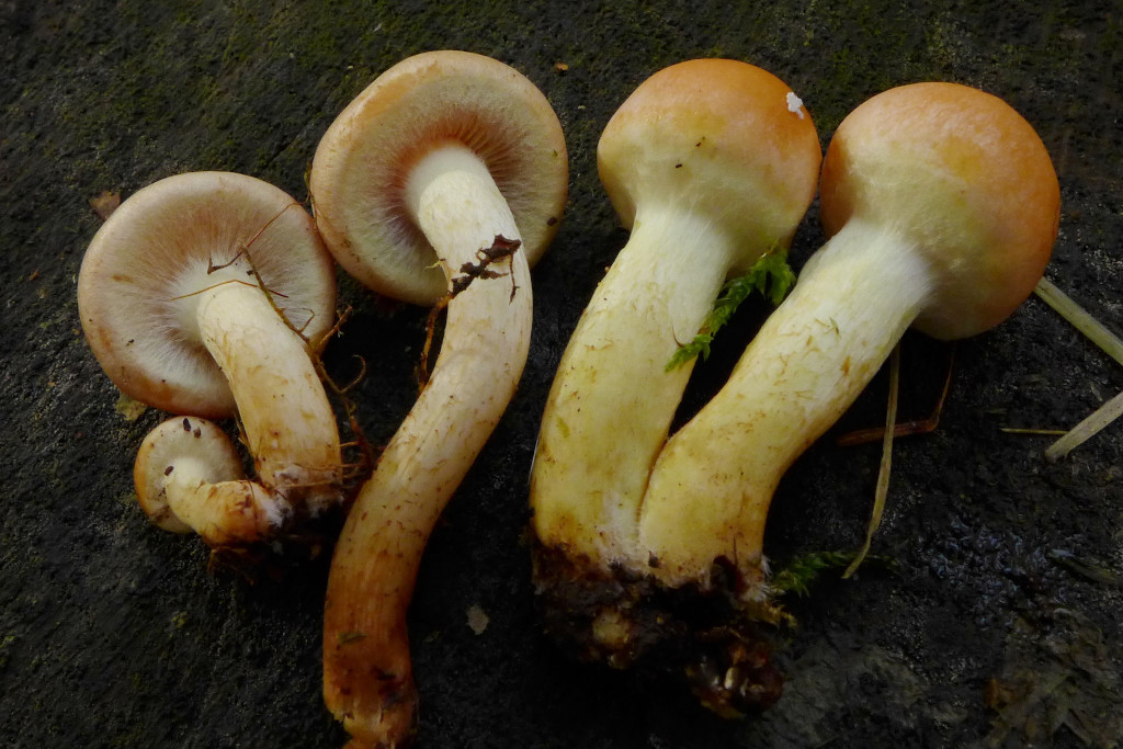 05_Hypholoma lateritium links + fasciculare rechts_11-2014.jpg