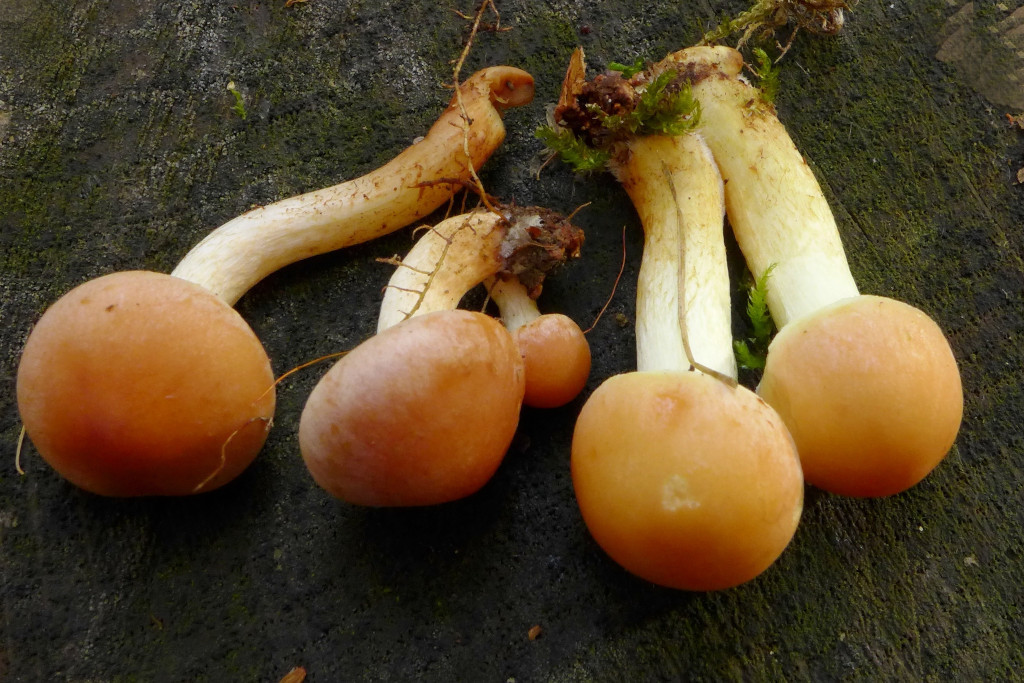 06_Hypholoma lateritium links u fasciculare rechts_11-2014.jpg