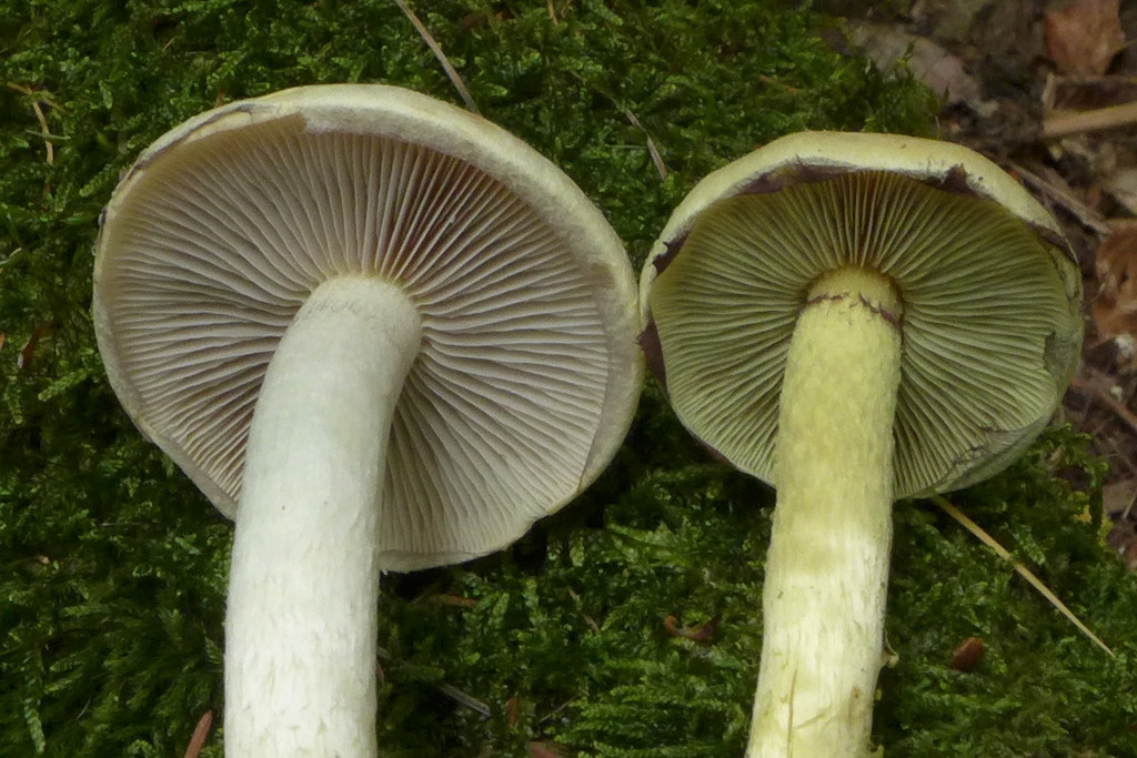 07_Hypholoma lateritium u fasciculare_10-2015.jpg