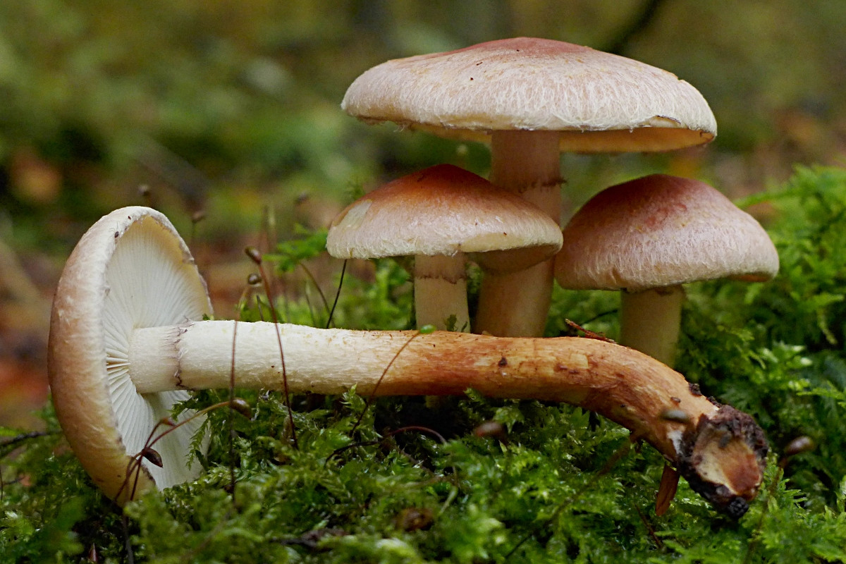 08_Hypholoma lateritium-a_11-2016.jpg