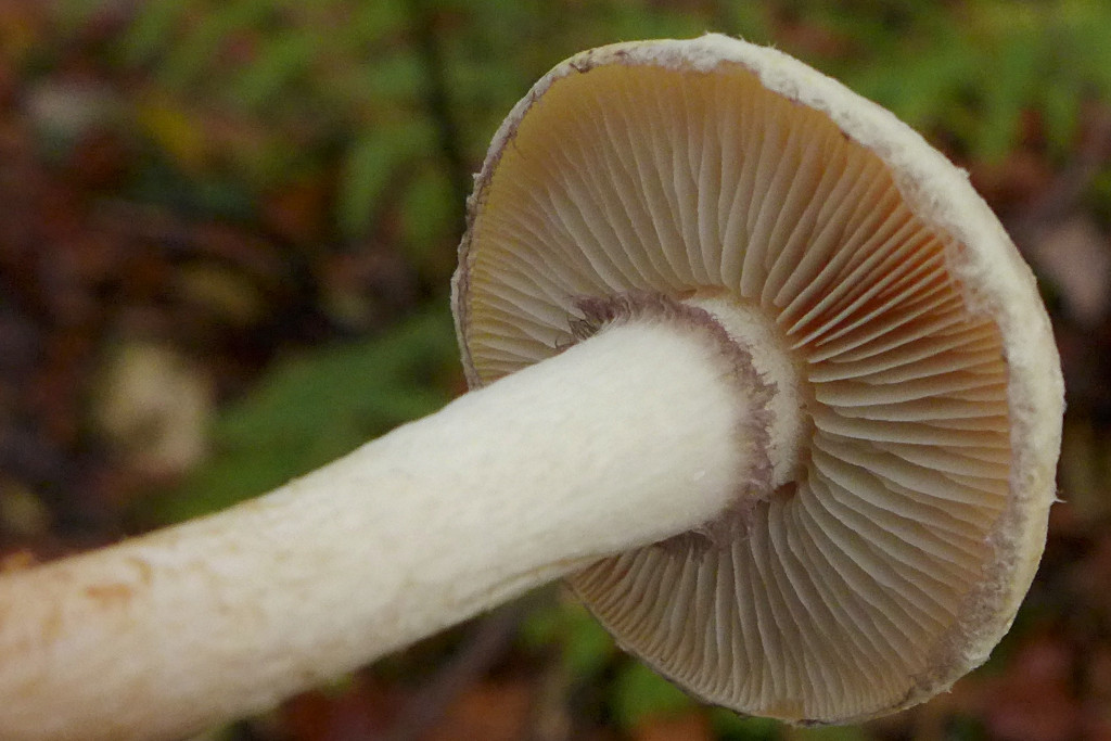 10_Hypholoma lateritium-c_11-2016.jpg