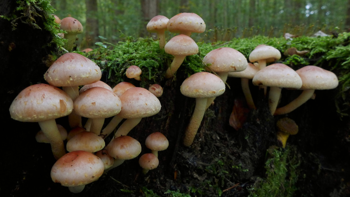 11_Hypholoma lateritium_10-2017.jpg