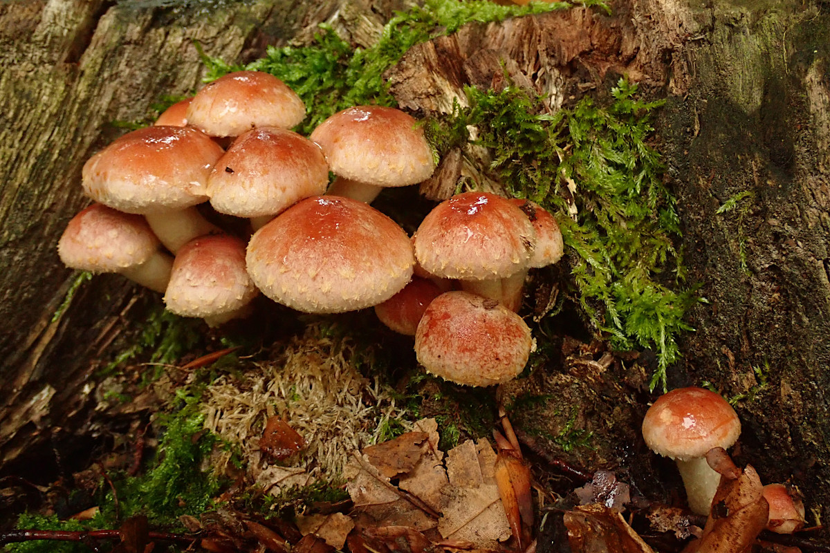 12_Hypholoma lateritium_10-2022.jpg