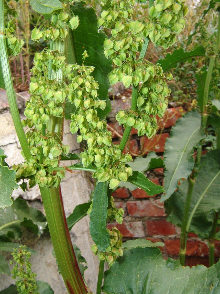 Rumex cristatus y Würzburg HBf Nord G10.jpg