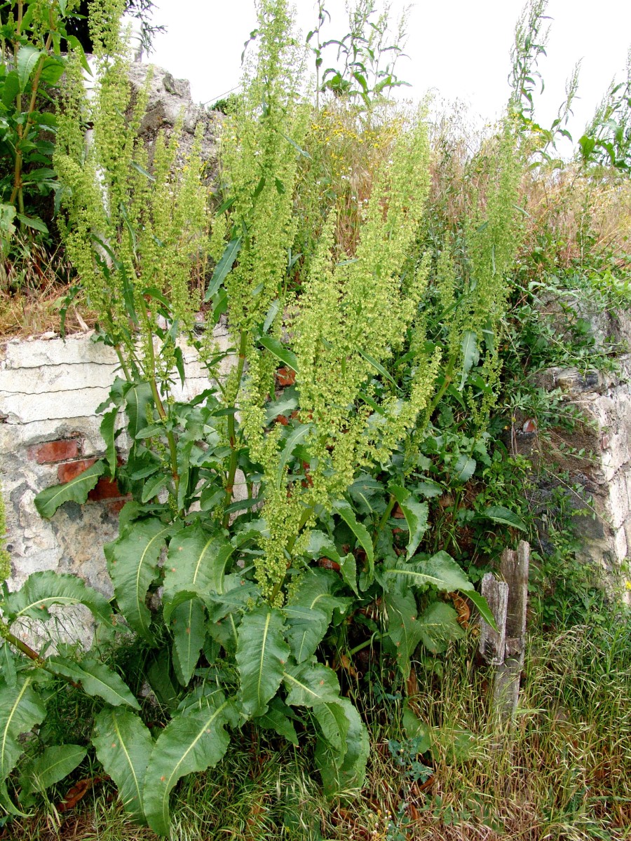 Rumex cristatus y Würzburg HBf Nord G13.jpg