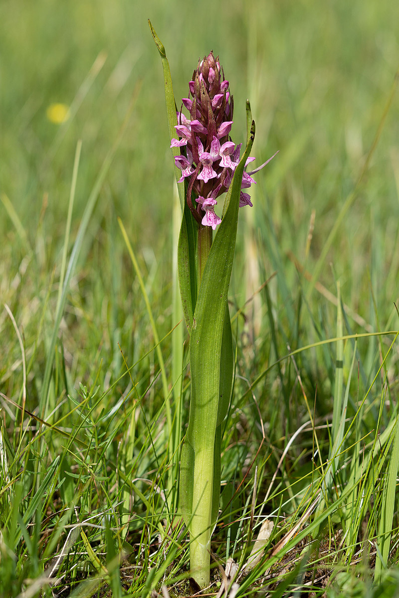 Dactylorhiza incarnata_forma rosea_0493.jpg