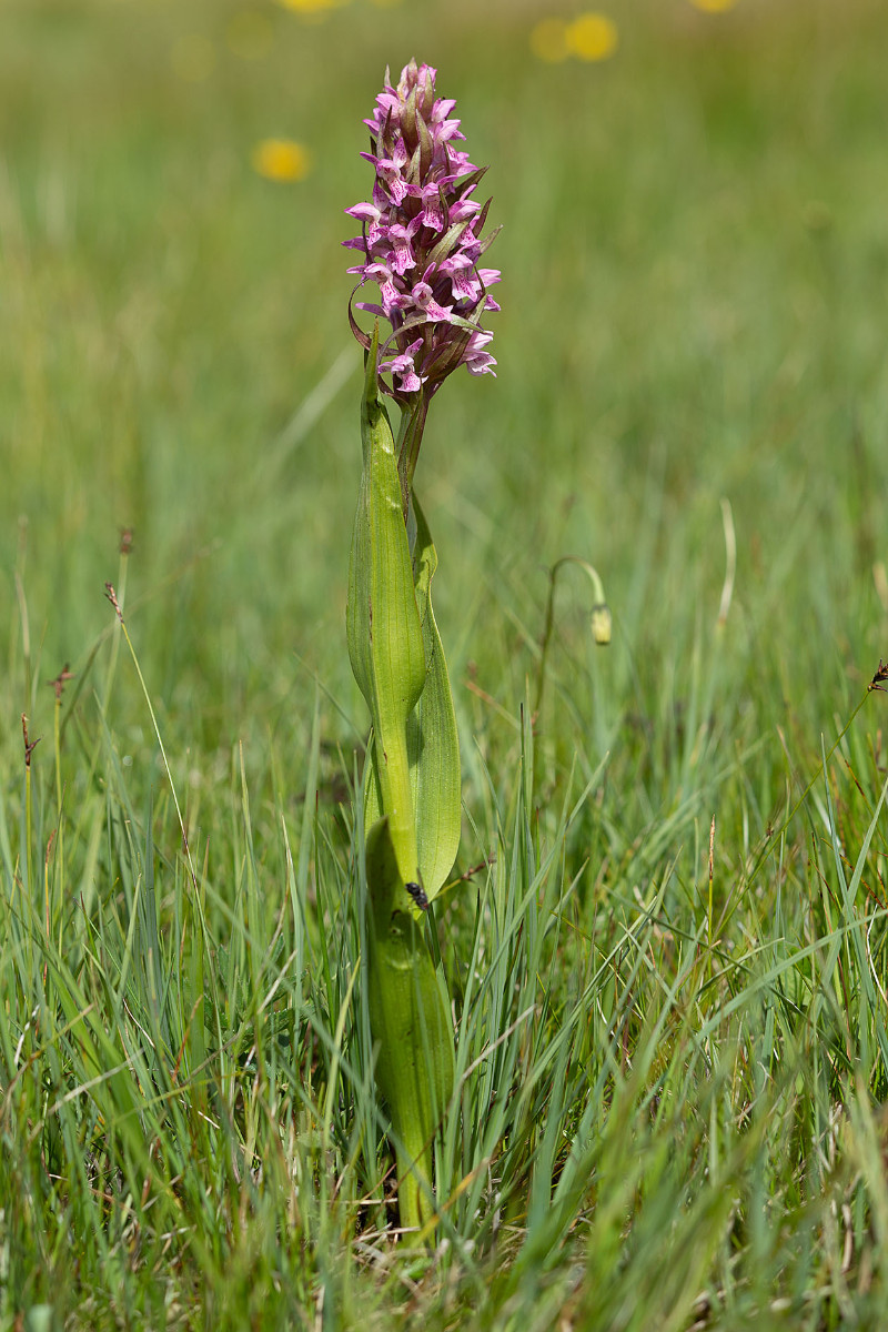 Dactylorhiza incarnata_forma rosea_0494.jpg