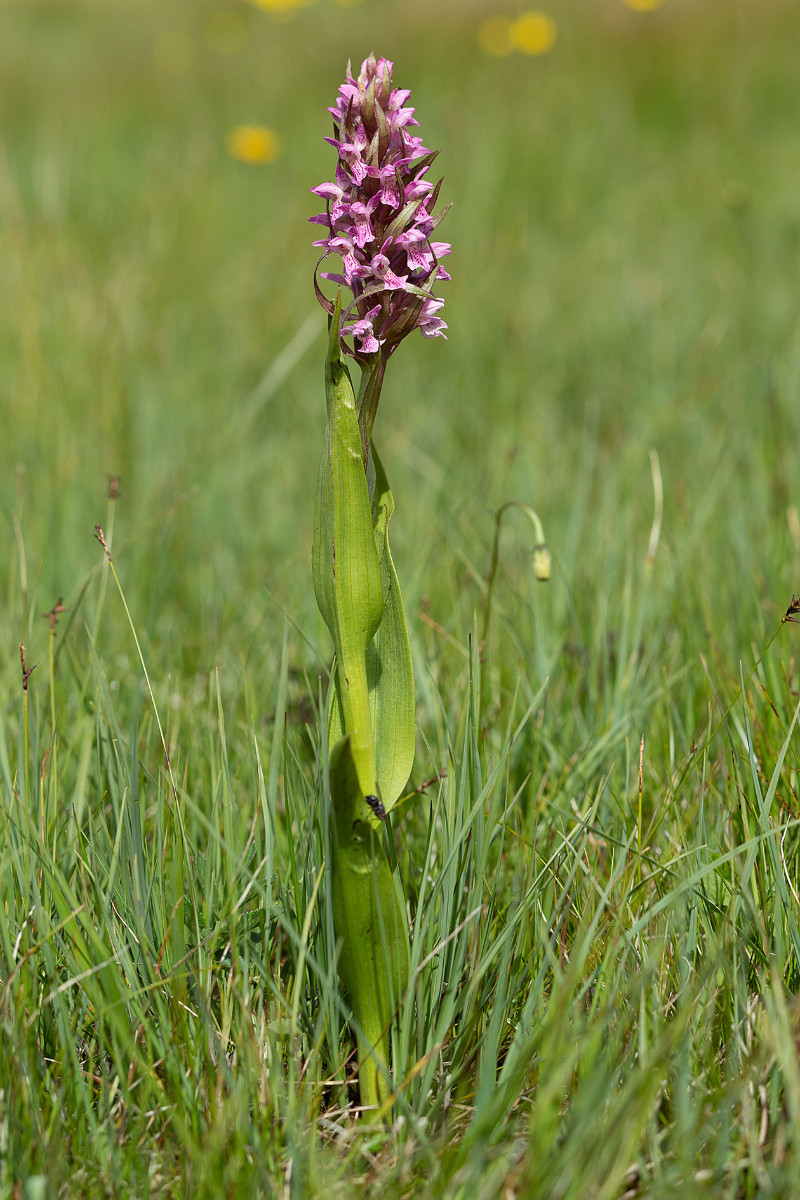 Dactylorhiza incarnata_forma rosea_0494.jpg