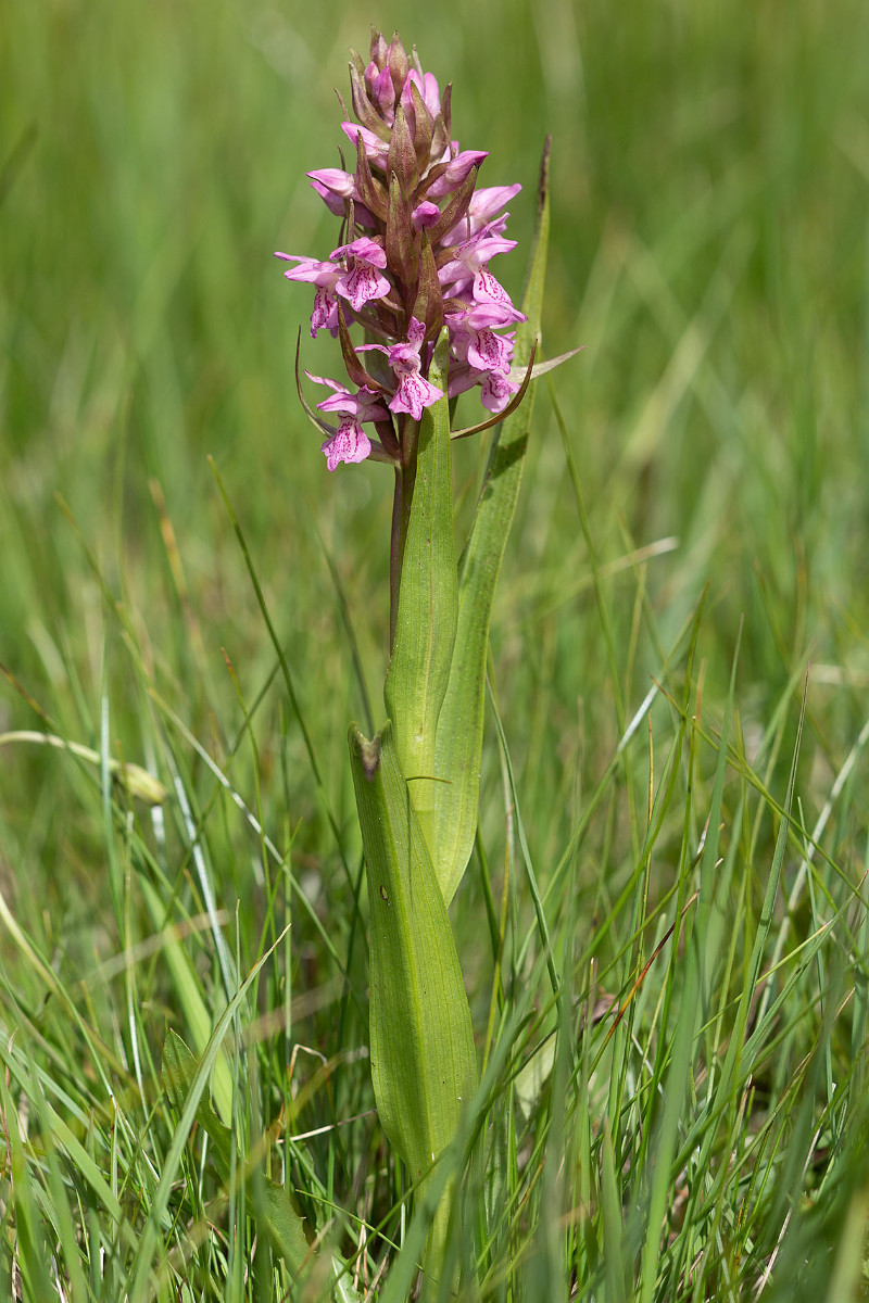 Dactylorhiza incarnata_forma rosea_0495.jpg