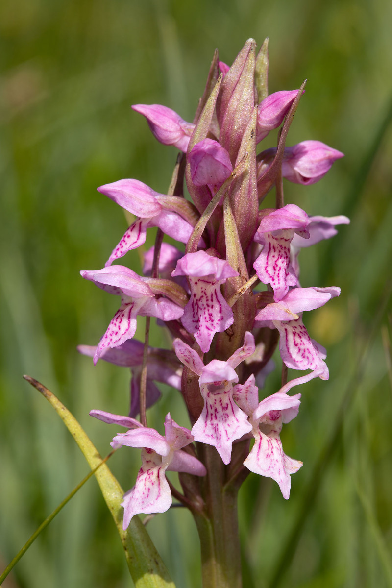 Dactylorhiza incarnata_forma rosea_5813.jpg