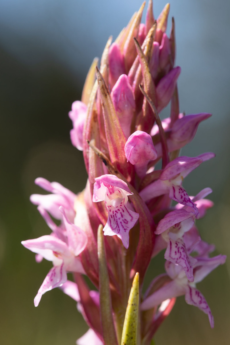 Dactylorhiza incarnata_forma rosea_5871.jpg