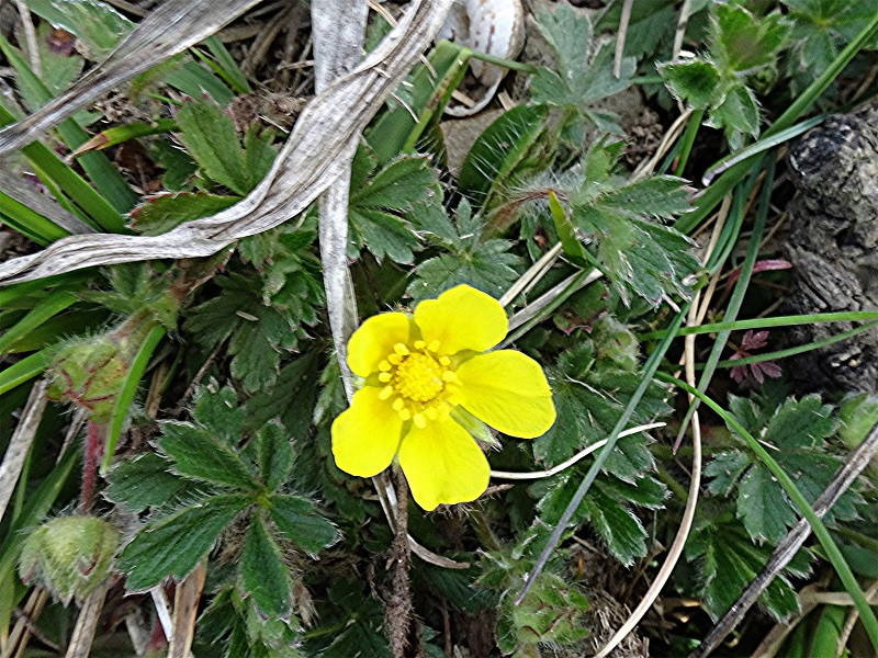 DSC03551 Ausschnitt, Schärfe, klein.jpg