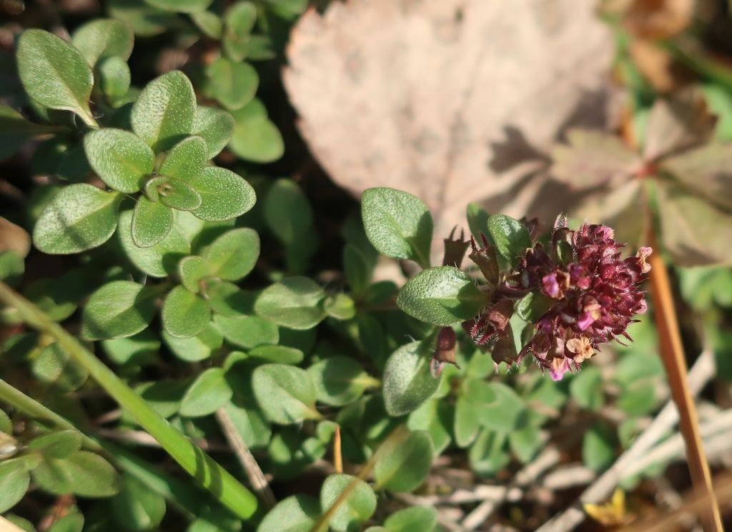 2022-12-25_Thymus pulegioides_Stadtwald Augsburg.jpg