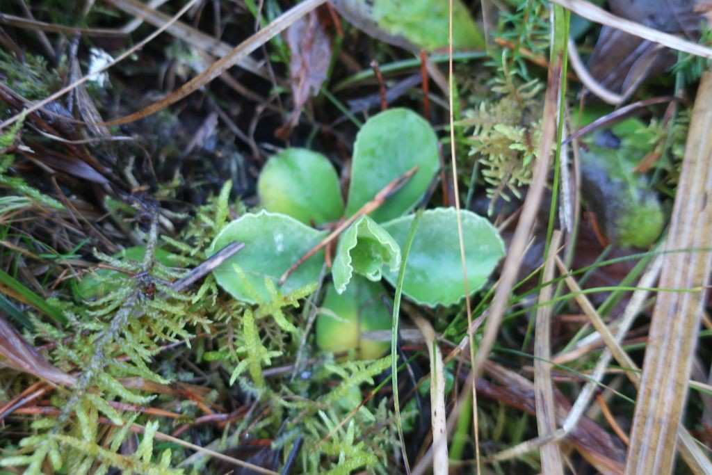 2022-12-25_Primula auricula_Stadtwald Augsburg.jpg