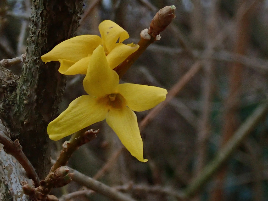 Forsythia_27-12-2022.jpg