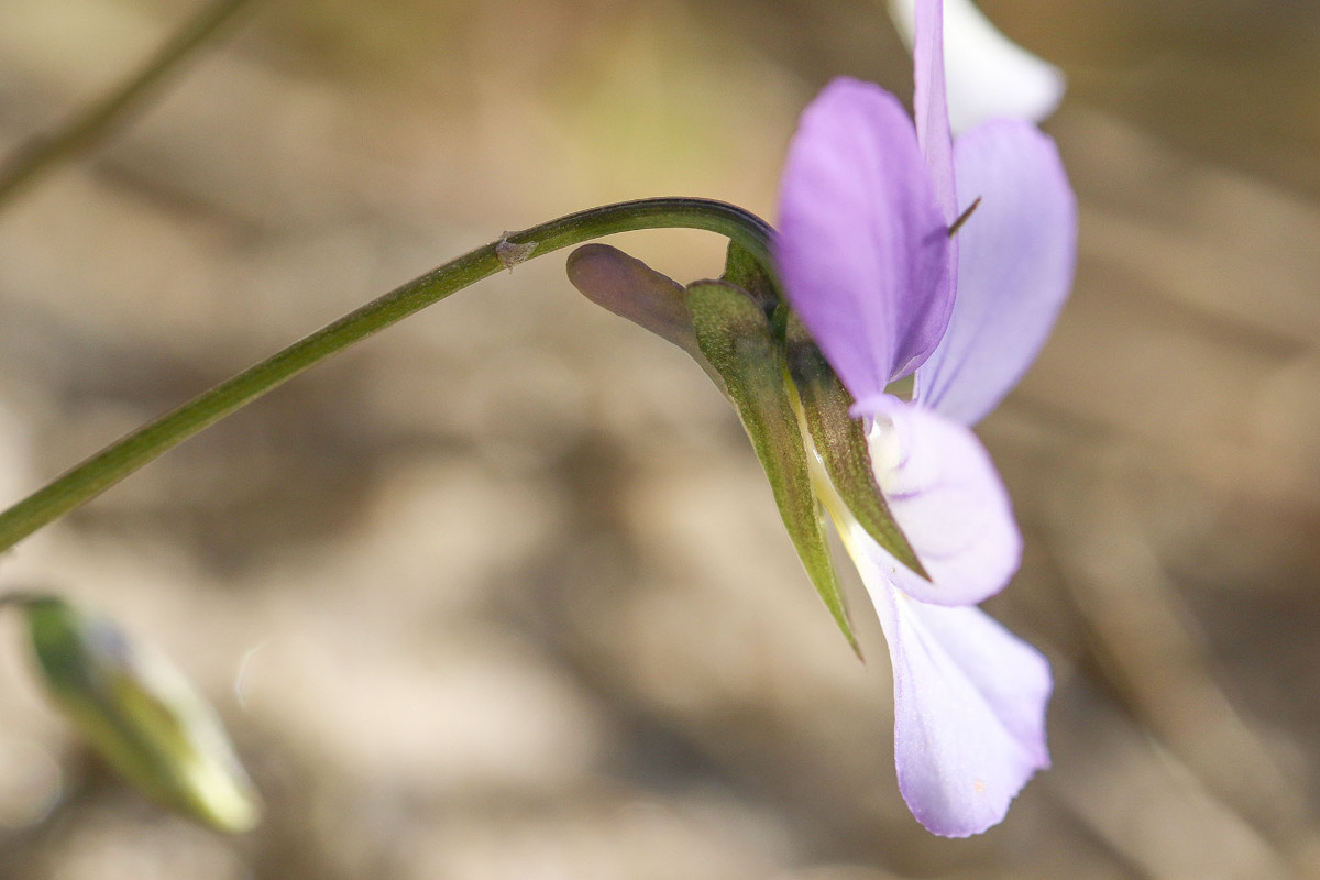 Viola_tricolor_var_maritima_Duenen_Stiefmuetterchen_2825.jpg