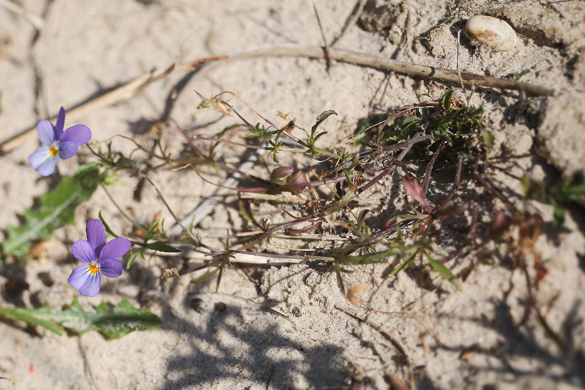 Viola_tricolor_var_maritima_Duenen_Stiefmuetterchen_3298.jpg