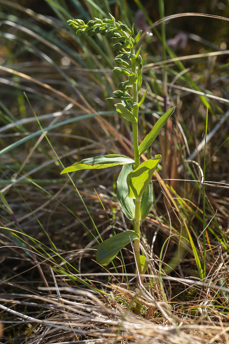 Im Dünenbereich hinter dem Strand finden sich vereinzelte Exemplare. Eine morphologische Trennung mithilfe des Habitus zwischen neerlandica ind renzii ist praktisch nicht möglich. Selbst eine Trennung von E. helleborine scheint mir in diesem Moment unmöglich.