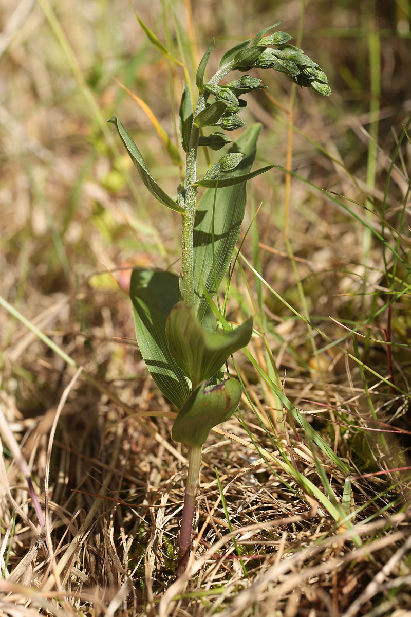 Epipactis_neerlandica_3291.jpg