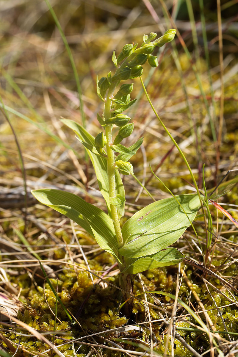 Epipactis_neerlandica_3292.jpg