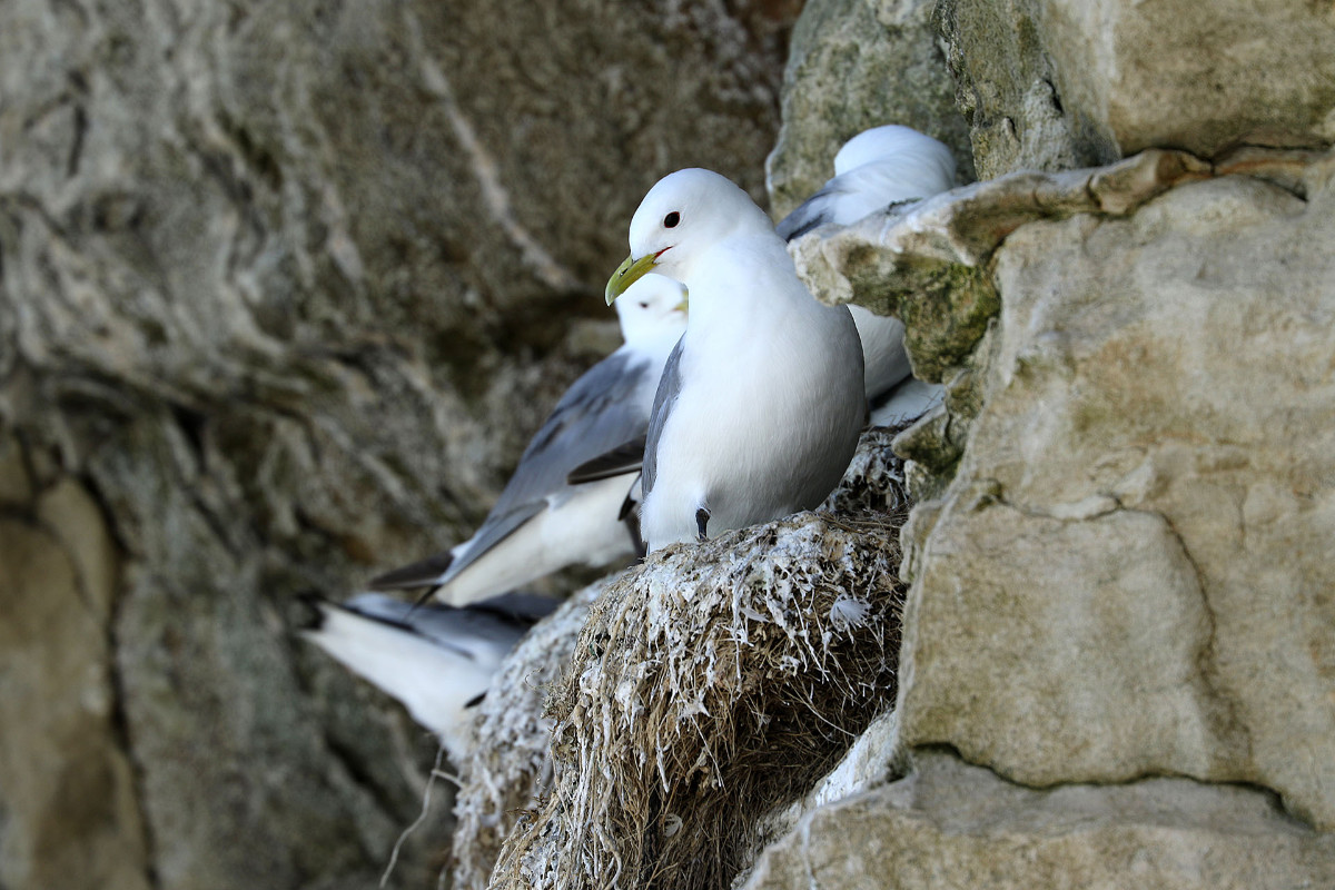 Dreizehen-Möwe