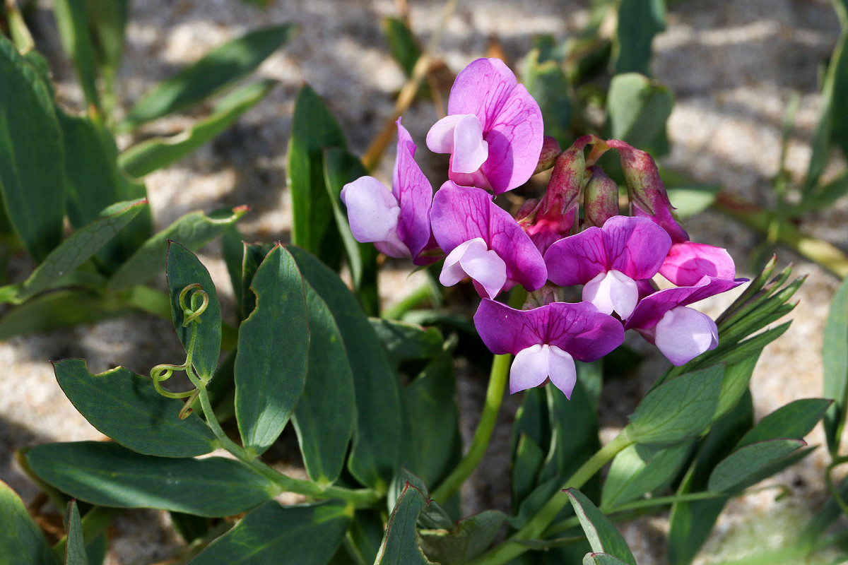 15_Lathyrus_maritimus_Strand_Platterbse_3050.jpg